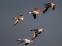 A2Z5981c  Ross's Goose (Chen rossii) & Snow Geese (Chen caerulescens)